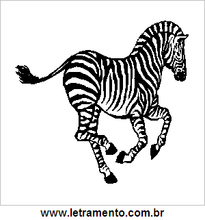 Zebra