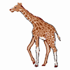 Girafa