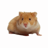 Hamster