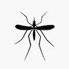 Mosquito